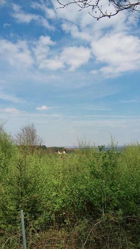 Waldboden und Bäume in der Region